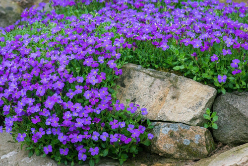 Blaukissen Flower seeds for Planting Long Bloom Season, Heirloom & GMO Free Seeds for Home Garden seeds for planting