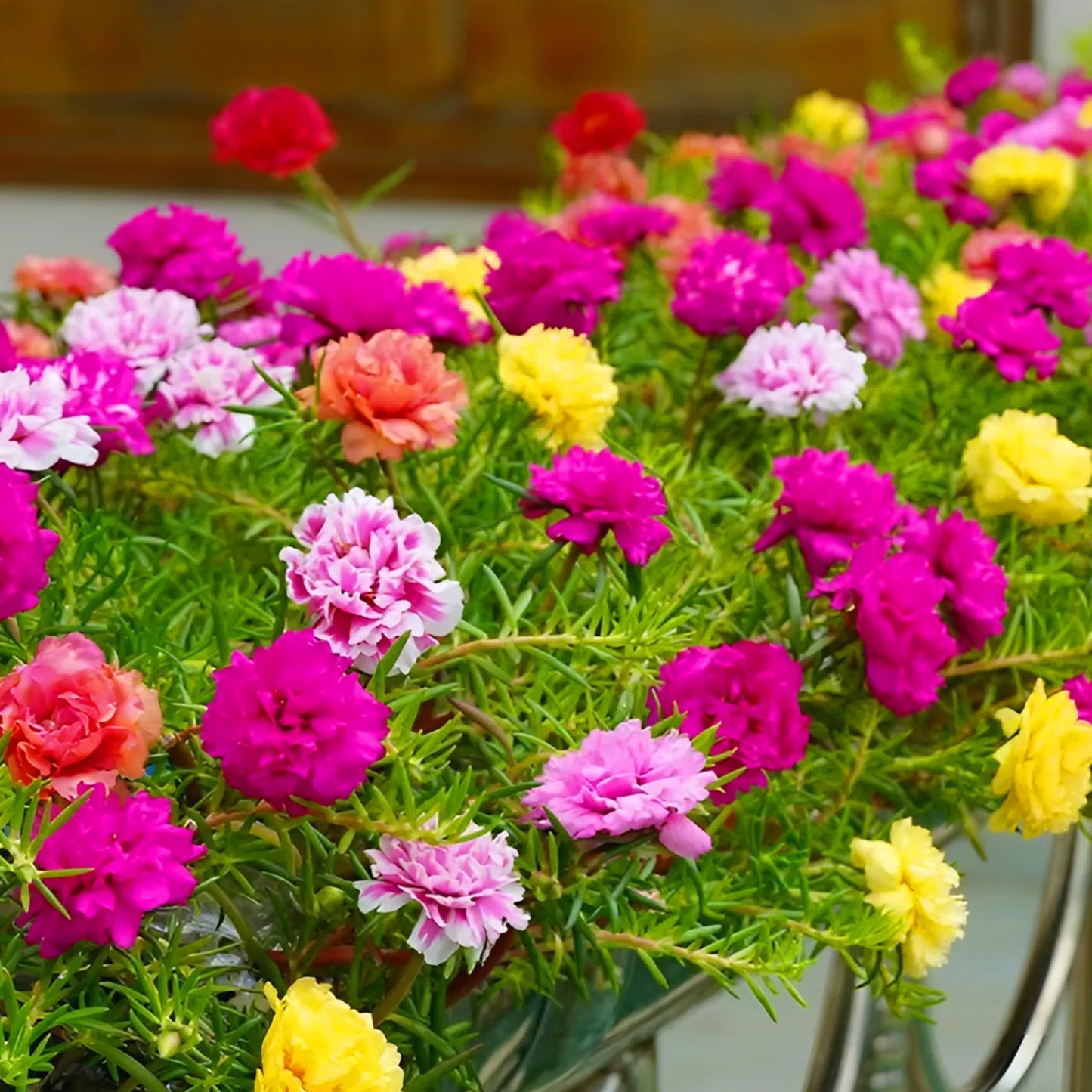 Heirloom Moss Flower seeds for Planting Sun Loving Heirloom & GMO Free Seeds for Home Garden