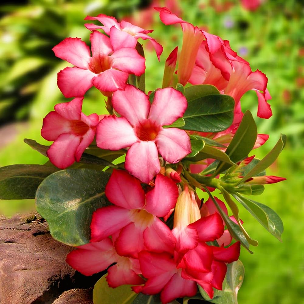 Adenium Flower Seeds for Planting, Heirloom Non-GMO, High Germination Organic Garden Seeds