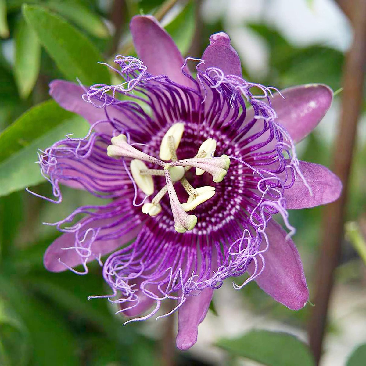 Purple Passionflower Flower seeds for Planting Compact Growth, Heirloom & GMO Free Seeds for Home Garden seeds for planting