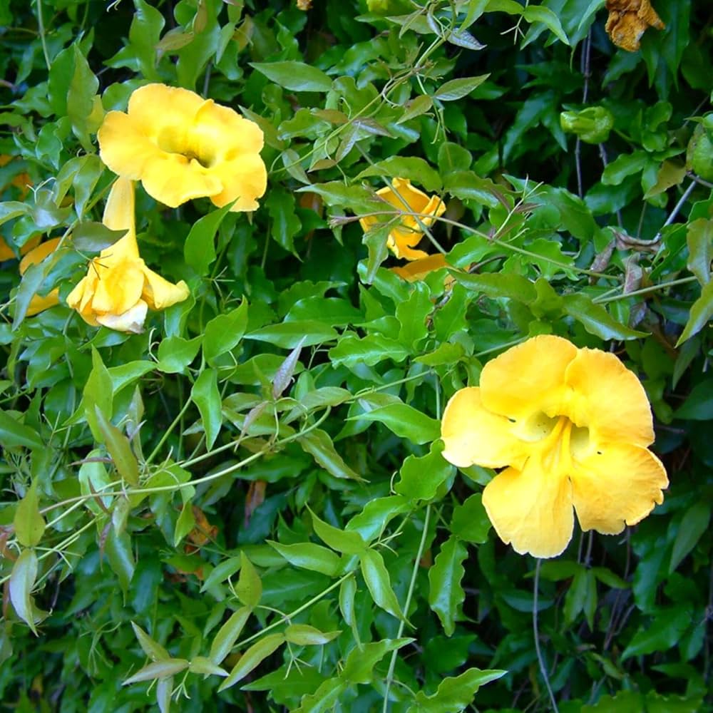 Dolichandra Flower seeds for Planting Cut Flower Favorite Heirloom & GMO Free Seeds for Home Garden