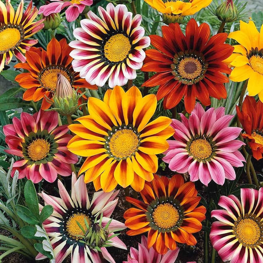High quality Gray Gazania Flower Seeds for Planting Compact Growth, Heirloom & GMO Free Seeds for Home Garden seeds pack