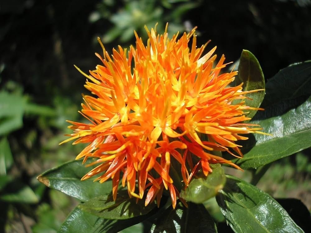 High quality Mixed Carthamus Flower seeds for Planting Garden Favorite, Heirloom & GMO Free Seeds for Home Garden Sale seeds pack