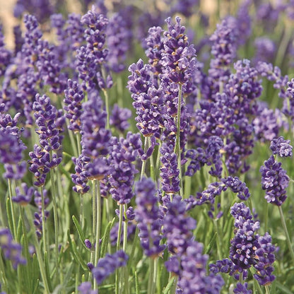 Lavender Flower seeds for Planting Garden Favorite Heirloom & GMO Free Seeds for Home Garden