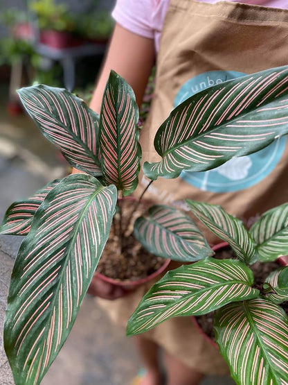 Black Calathea Plant Seeds For Planting | Exotic Indoor Garden