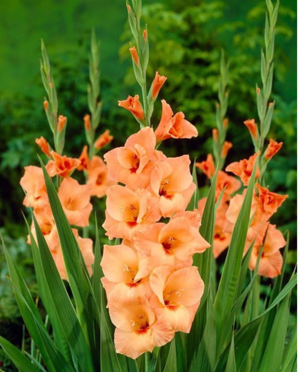 High quality Gladiolus Yellow Orange Flower seeds for Planting Cut Flower Favorite, Heirloom & GMO Free Seeds for Home Garden seeds pack