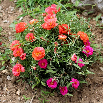 Heirloom Portulaca Flower seeds for Planting Sun Loving Heirloom & GMO Free Seeds for Home Garden