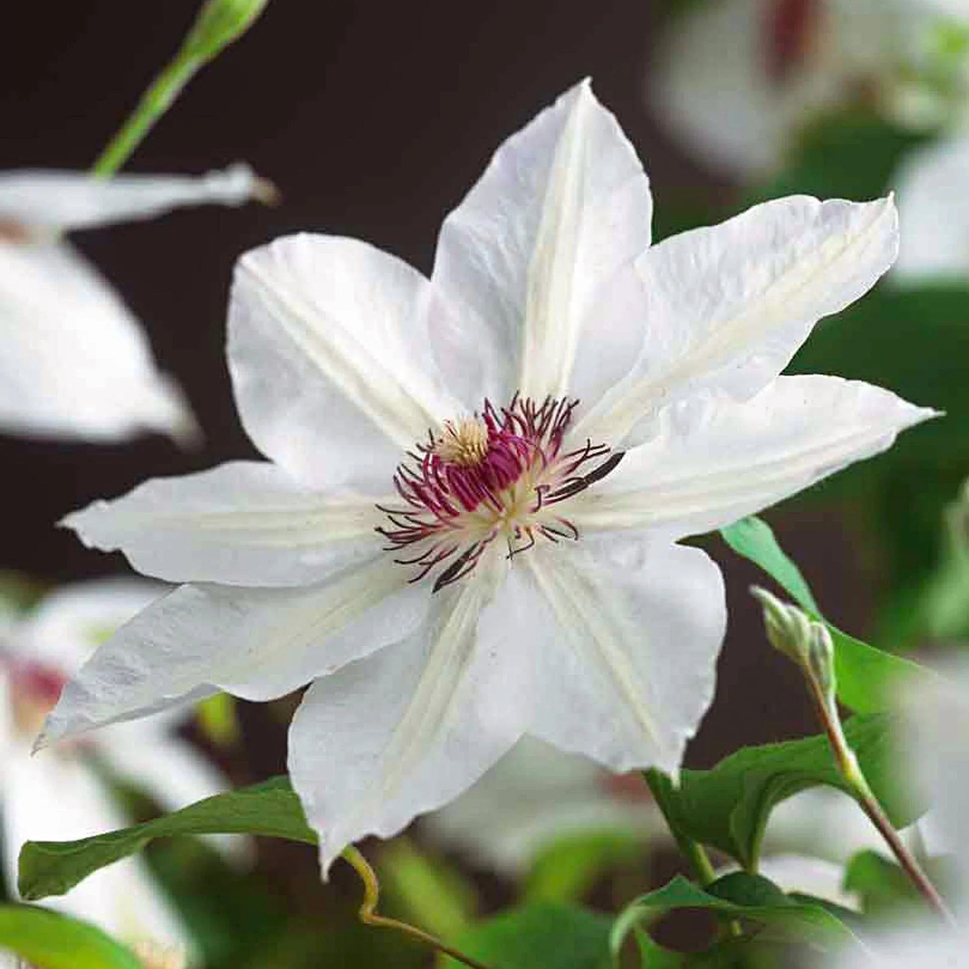Clematis Flower seeds for Planting Seasonal Bloomer, Heirloom & GMO Free Seeds for Home Garden vegetable and garden seeds