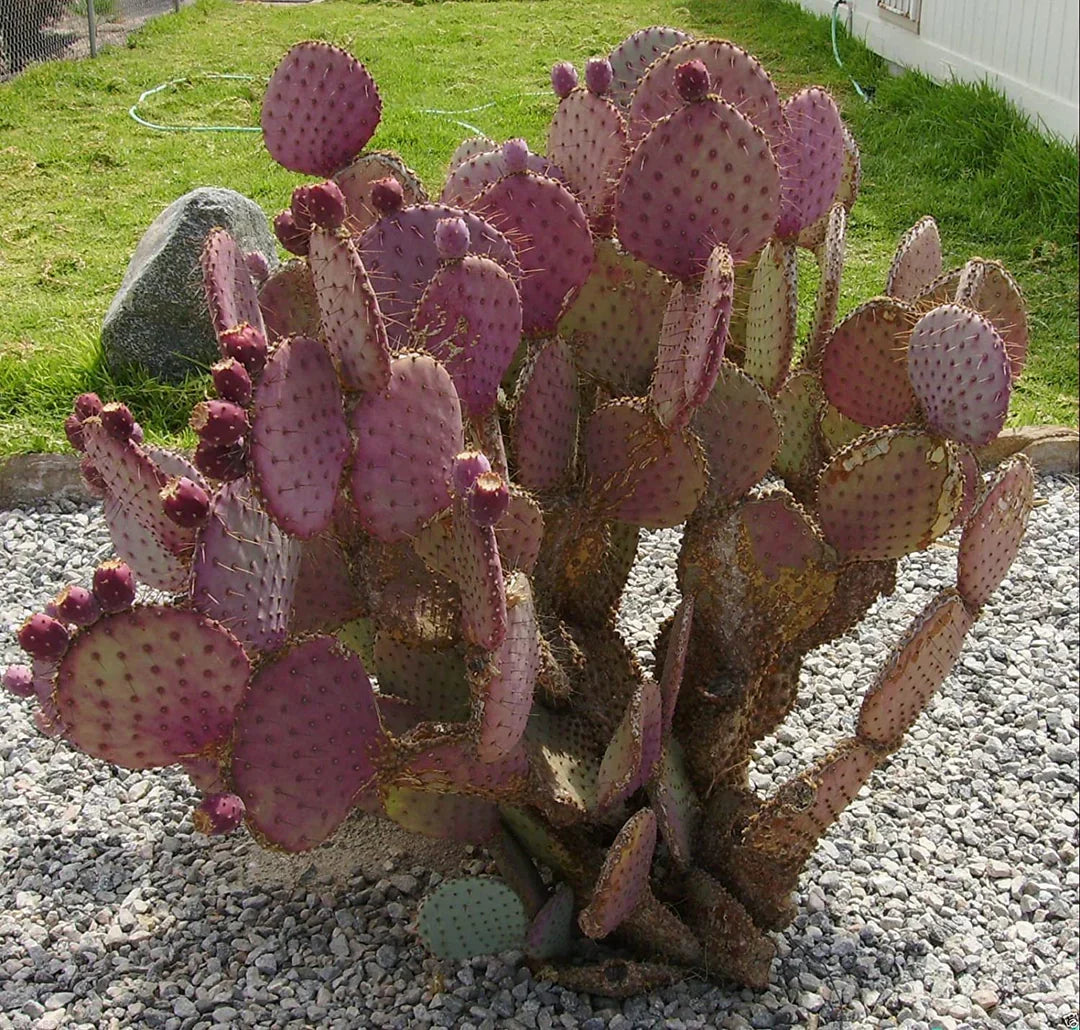 Pink Opuntia Chlorotica Flower seeds for Planting - Wildflower Mix, Heirloom & GMO Free Seeds for Home Garden