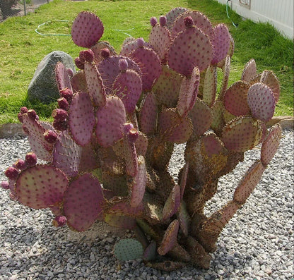 Pink Opuntia Chlorotica Flower seeds for Planting - Wildflower Mix, Heirloom & GMO Free Seeds for Home Garden