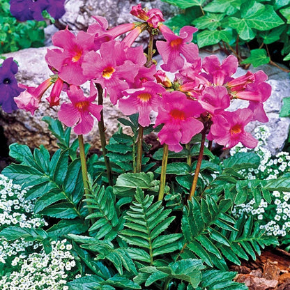 Dark Pink Fern Flower seeds for Planting - Compact Growth, Heirloom & GMO Free Seeds for Home Garden