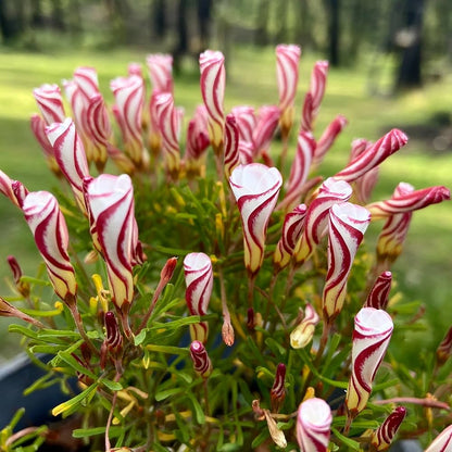 Oxalis Flower seeds for Planting - Fragrant Blossoms, Heirloom & GMO Free Seeds for Home Garden