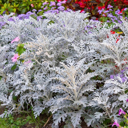 Dusty Miller Silver Dust Flower seeds for Planting - Colorful Display, Heirloom & GMO Free Seeds for Home Garden