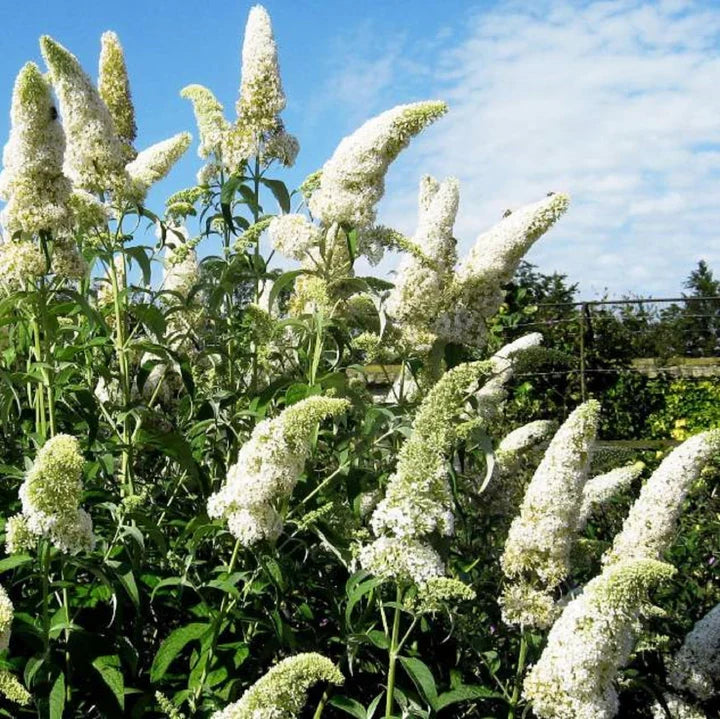 White Buddleja Flower seeds for Planting Garden Favorite Heirloom & GMO Free Seeds for Home Garden