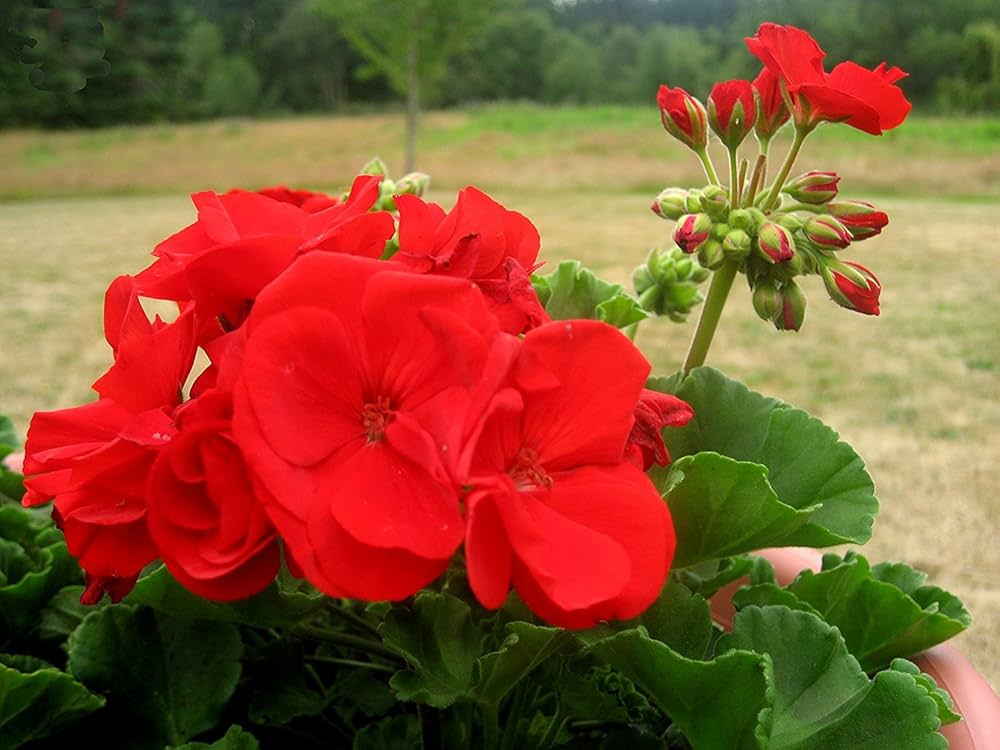 Geranium Flower Seed Flower seeds for Planting Premium Quality Heirloom & GMO Free Seeds for Home Garden