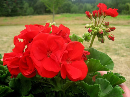 Geranium Flower Seed Flower seeds for Planting Premium Quality Heirloom & GMO Free Seeds for Home Garden