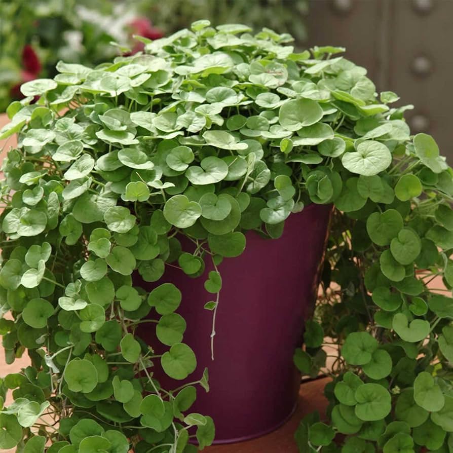 Emerald Falls Dichondra House Flower seeds for Planting Fragrant Blossoms, Heirloom & GMO Free Seeds for Home Garden seeds for planting