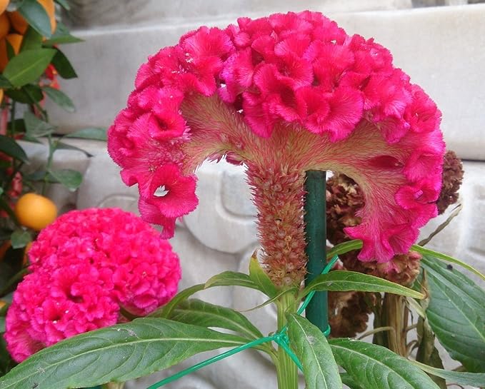 Dark Pink Celosia Seeds Flower seeds for Planting Seasonal Bloomer, Heirloom & GMO Free Seeds for Home Garden seeds for planting