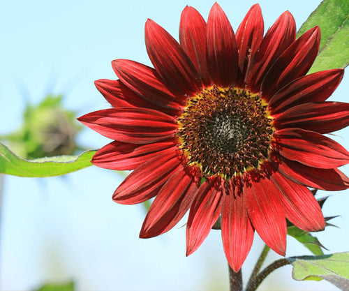 Premium Burgundy SunFlower seeds for Planting Low Maintenance, Heirloom & GMO Free Seeds for Home Garden seeds