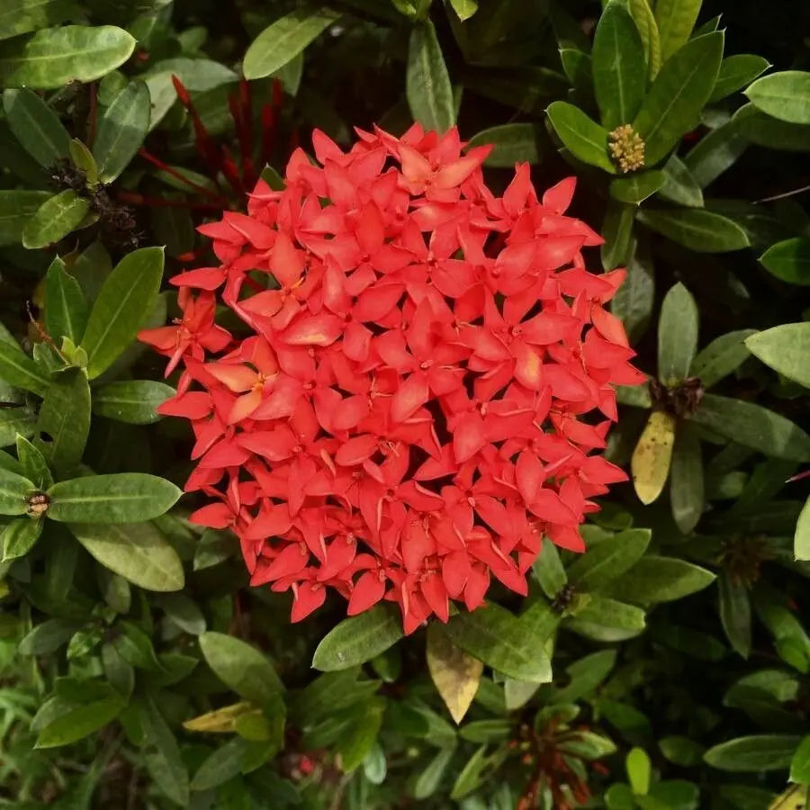 High quality Passi Coccinea Flower seeds for Planting Wildflower Mix, Heirloom & GMO Free Seeds for Home Garden seeds pack