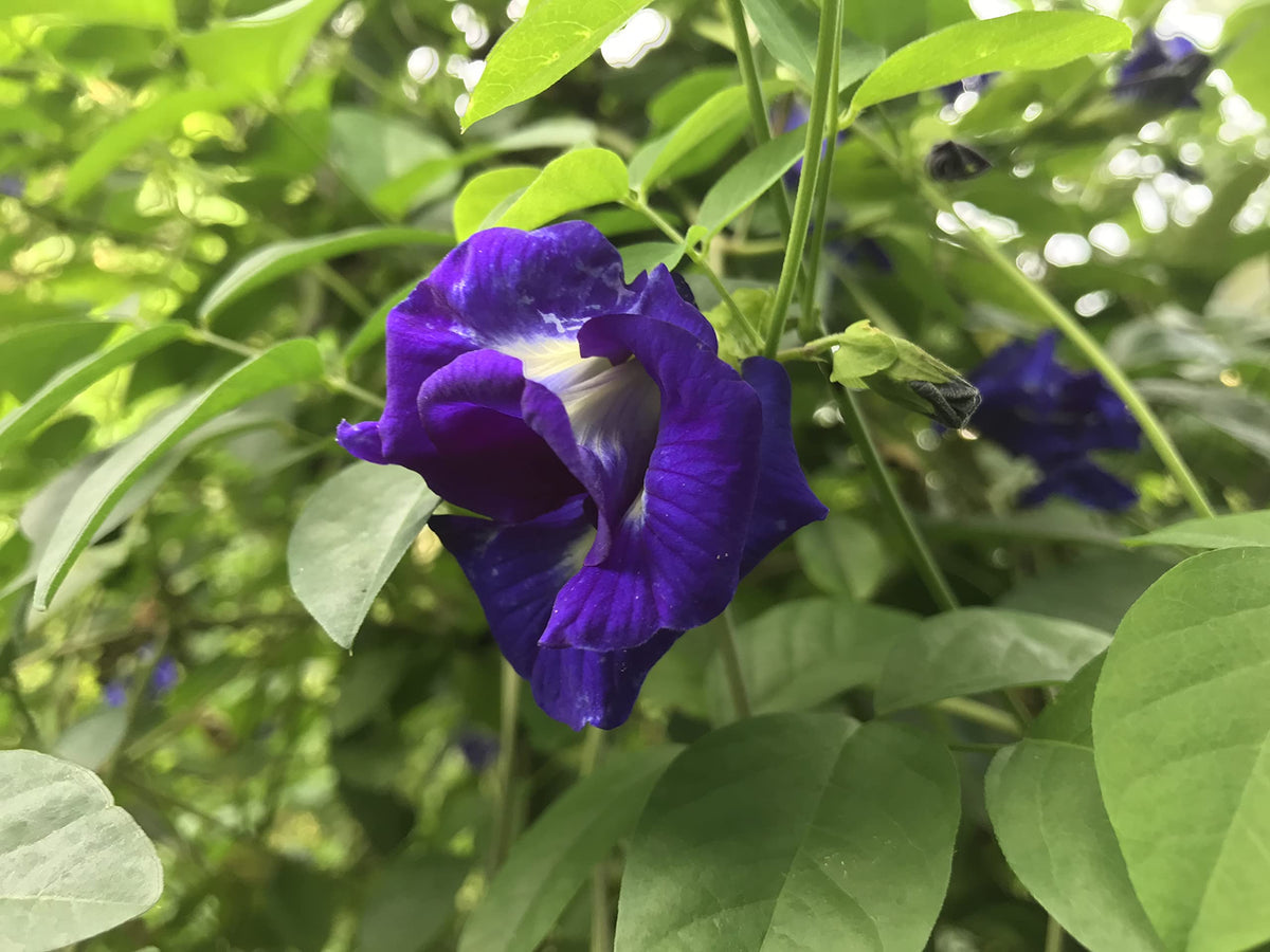 High quality Clitoria Flower seeds for Planting Seasonal Bloomer, Heirloom & GMO Free Seeds for Home Garden seeds pack