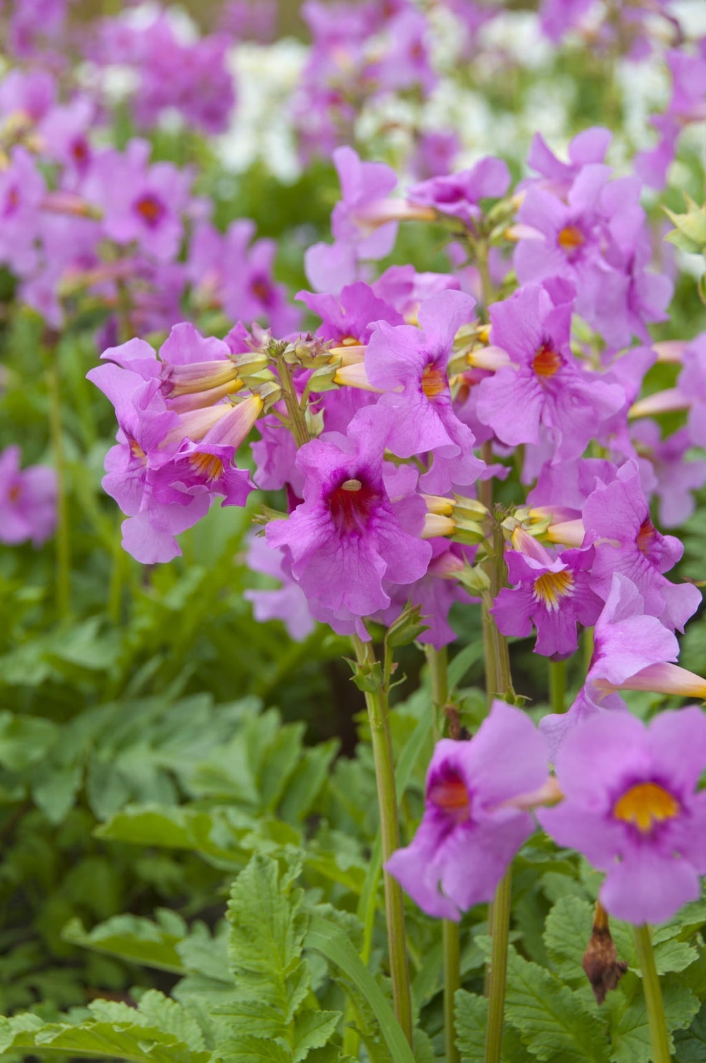 Incarvillea Delavayi Flower seeds for Planting Shade Tolerant, Heirloom & GMO Free Seeds for Home Garden seeds for planting