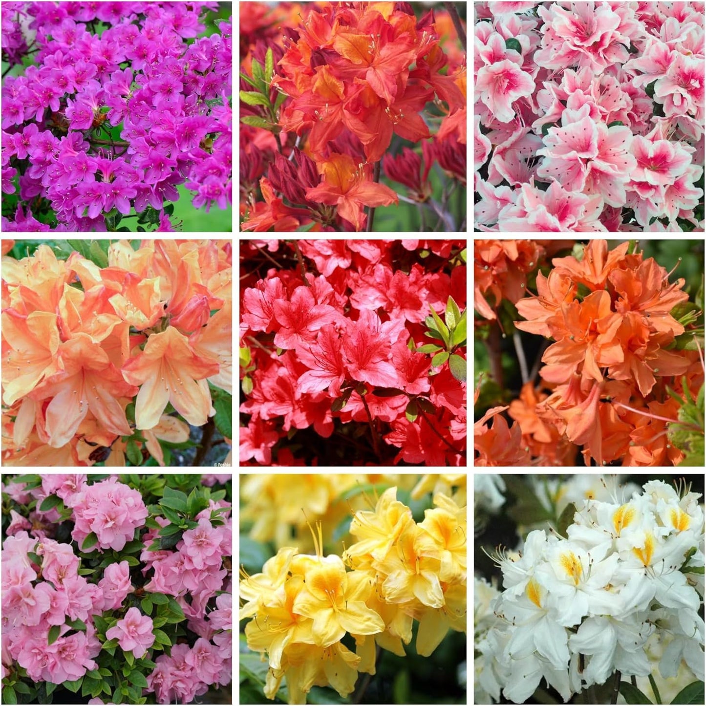 Azalea Flower Seed Flower seeds for Planting Cut Flower Favorite Heirloom & GMO Free Seeds for Home Garden