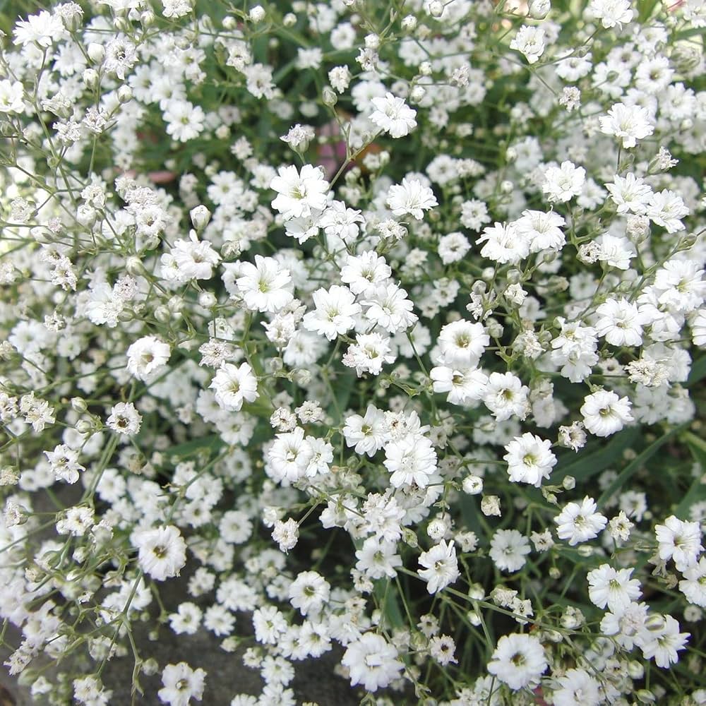Gypsophila Paniculata Flower seeds for Planting Long Bloom Season, Heirloom & GMO Free Seeds for Home Garden vegetable and garden seeds