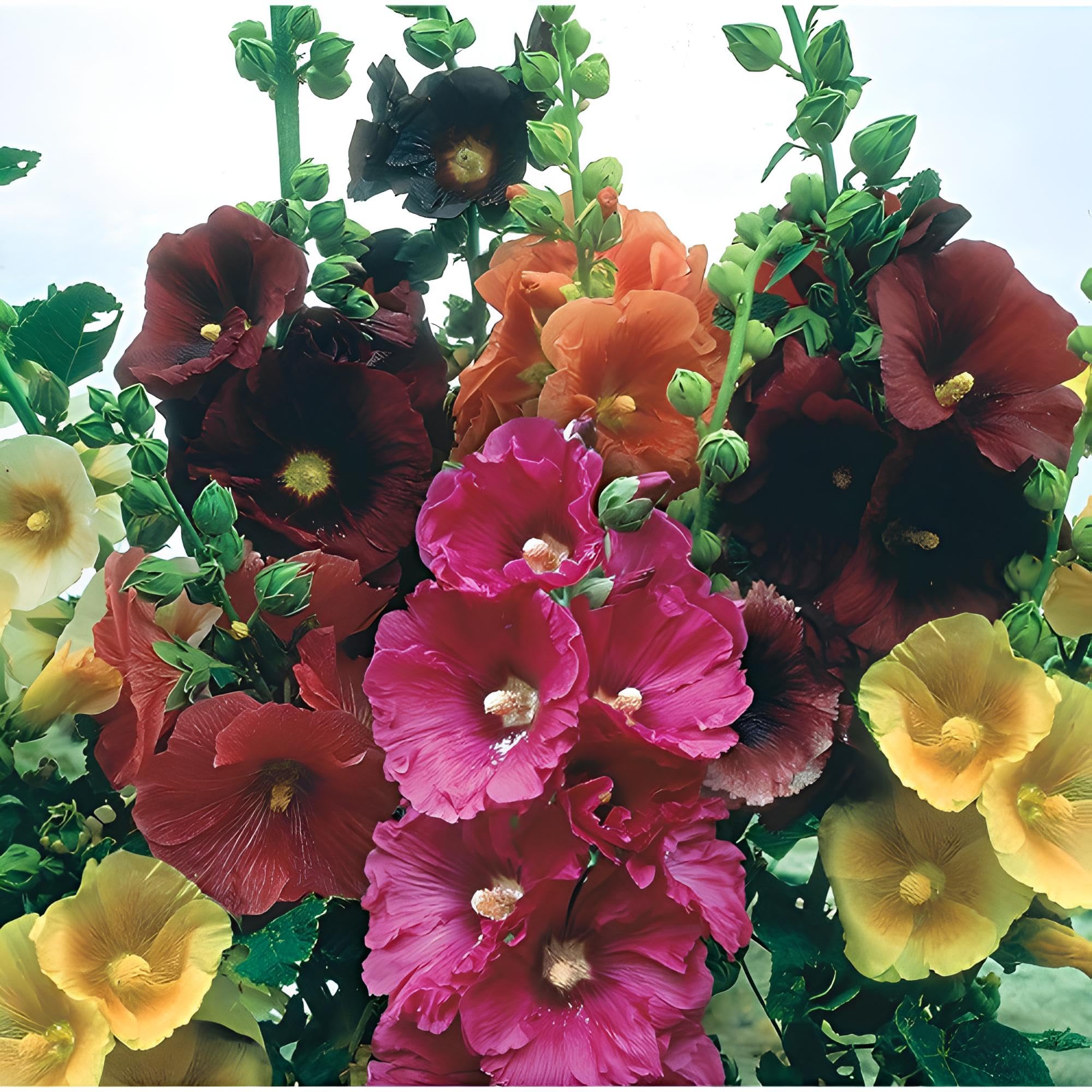 Premium Mixed Danish Hollyhock Flower seeds for Planting Hardy Variety, Heirloom & GMO Free Seeds for Home Garden seeds