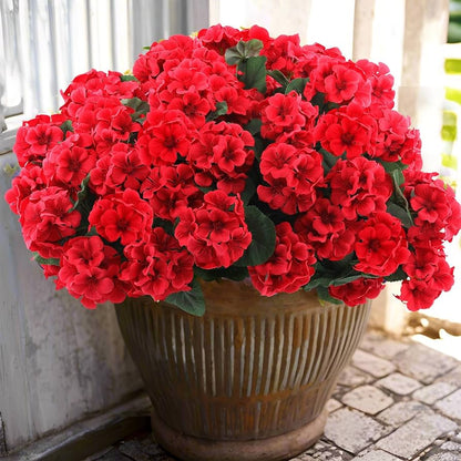 Geranium Flower seeds for Planting Long Bloom Season Heirloom & GMO Free Seeds for Home Garden