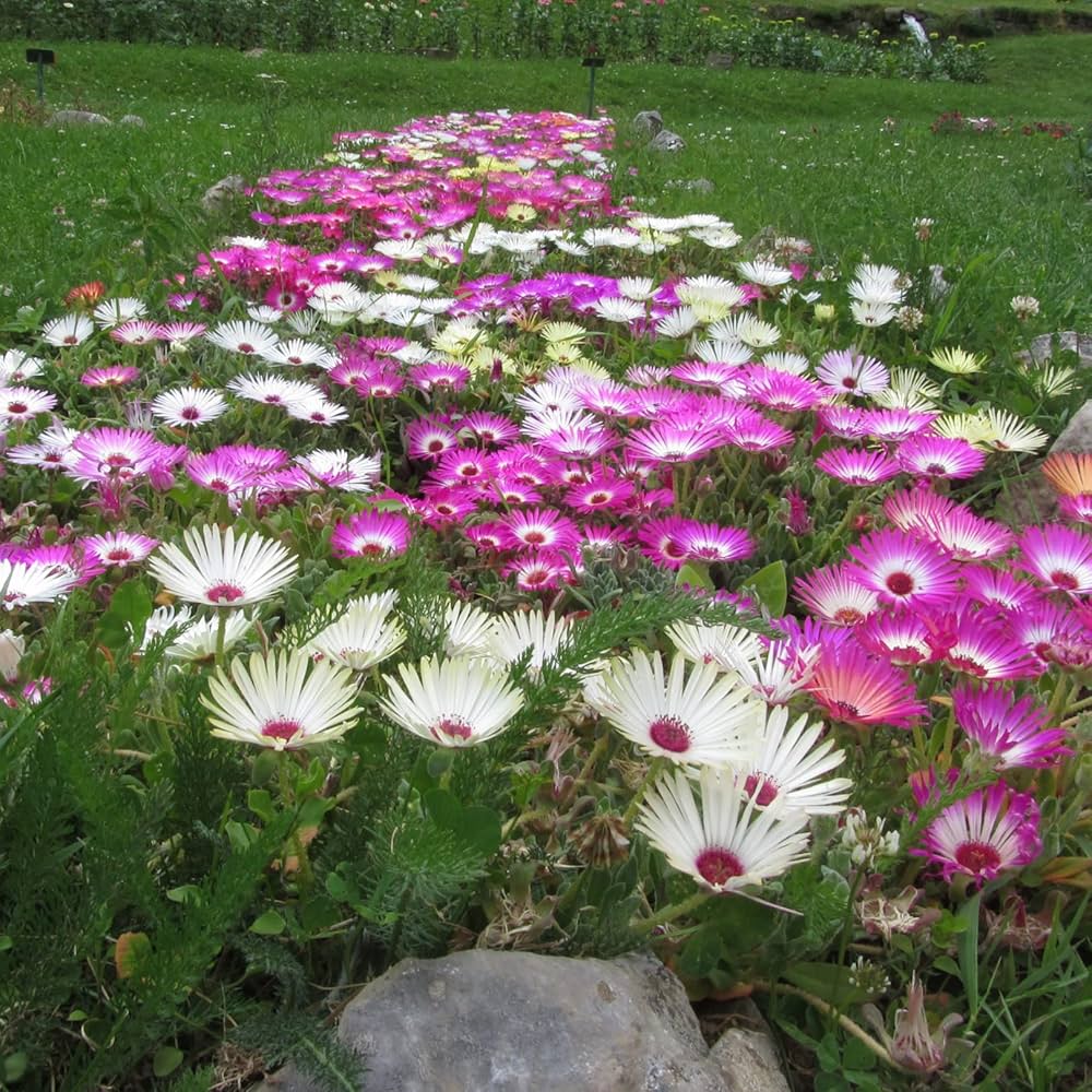 Mixed Ice Plant Flower seeds for Planting Seasonal Bloomer, Heirloom & GMO Free Seeds for Home Garden vegetable and garden seeds