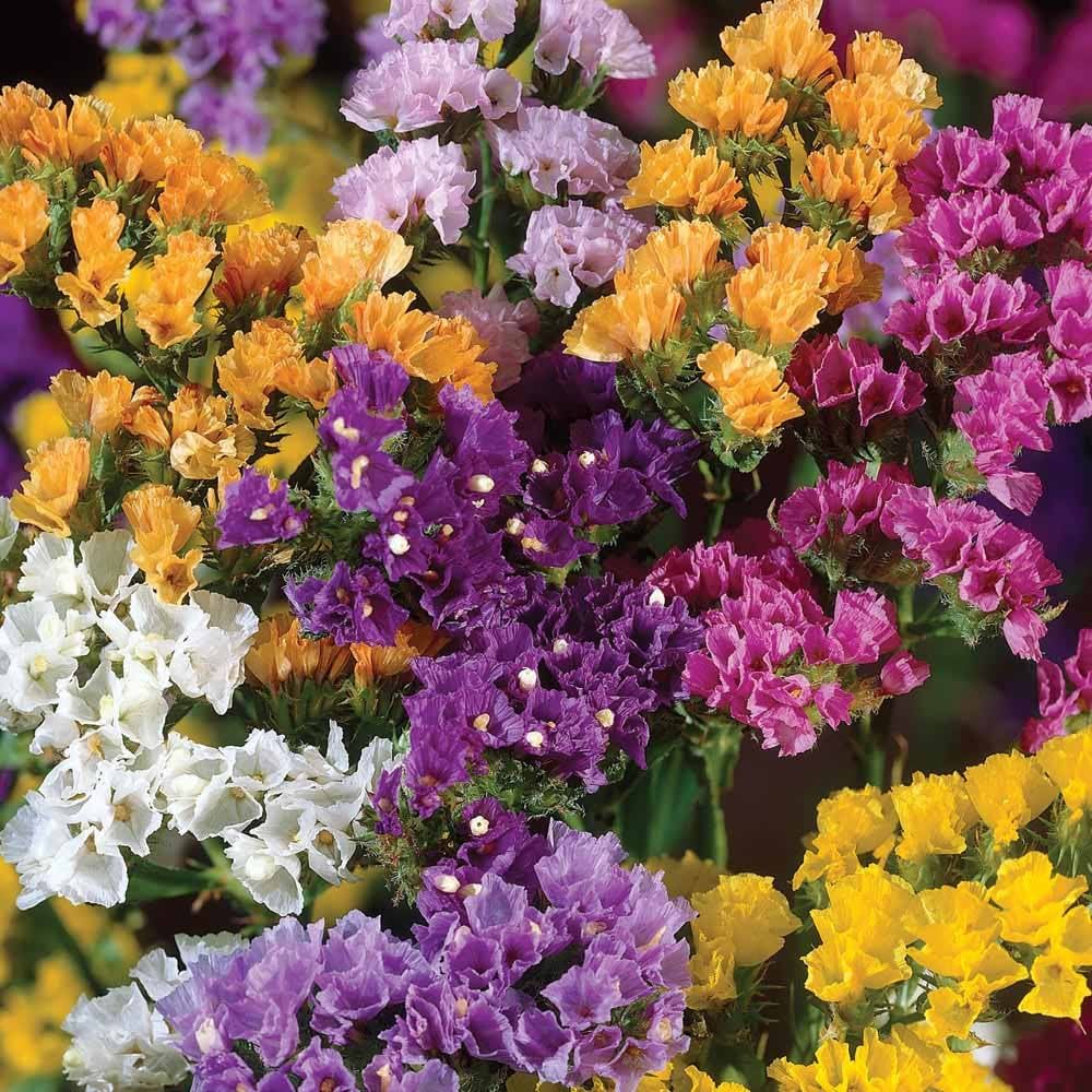 Limonium Flower seeds for Planting Perfect for Borders Heirloom & GMO Free Seeds for Home Garden