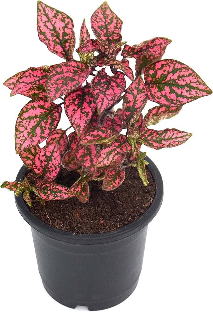 High quality Pink Hypoestes Polka Flower seeds for Planting Pollinator Friendly, Heirloom & GMO Free Seeds for Home Garden seeds pack