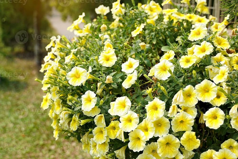 High quality Yellow & White Heirloom Petunia Flower seeds for Planting Bright Blooms, Heirloom & GMO Free Seeds for Home Garden seeds pack