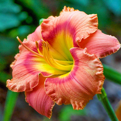 Daylily Reblooming Flower seeds for Planting Fragrant Blossoms Heirloom & GMO Free Seeds for Home Garden