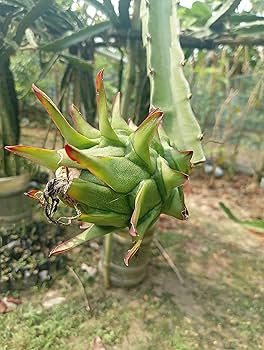 Pitaya Fruit Seeds - Easy To Grow Parrot Green For Unique And Adventurous Gardens