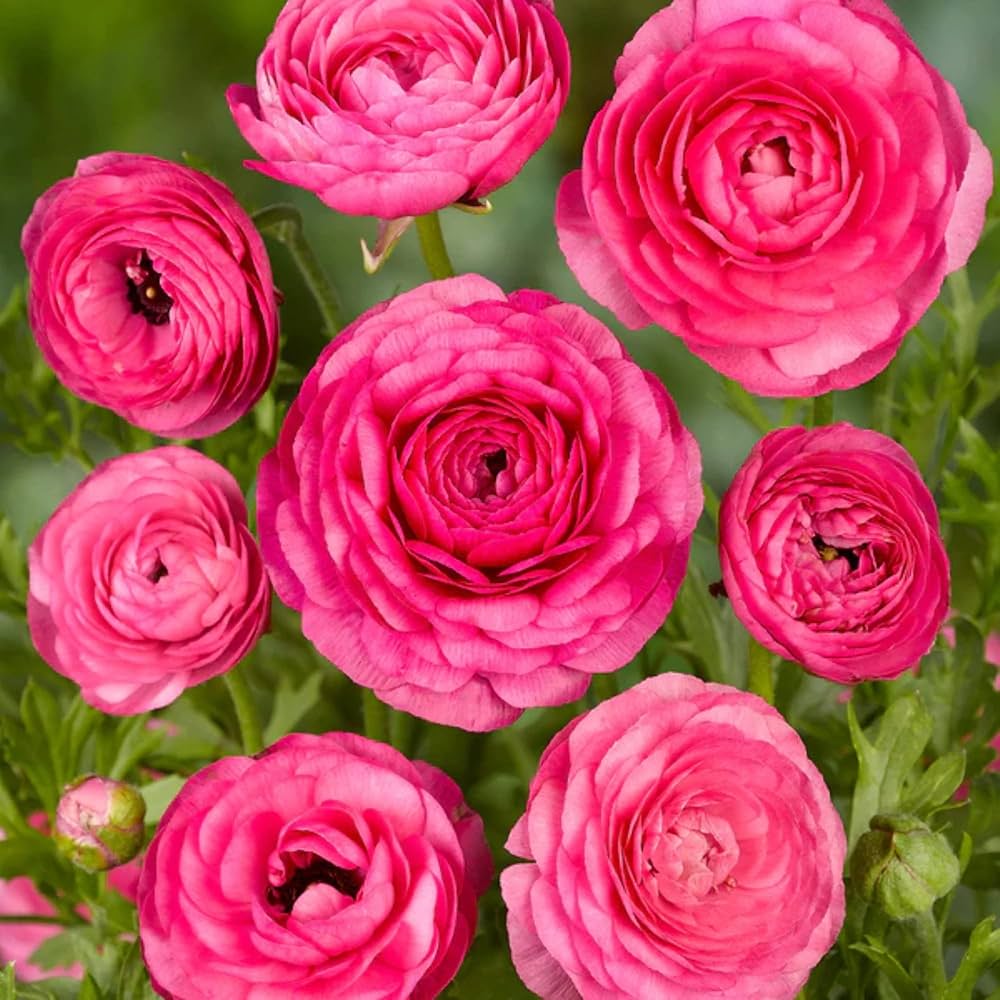 Premium Ranunculus Flower seeds for Planting Wildflower Mix, Heirloom & GMO Free Seeds for Home Garden seeds