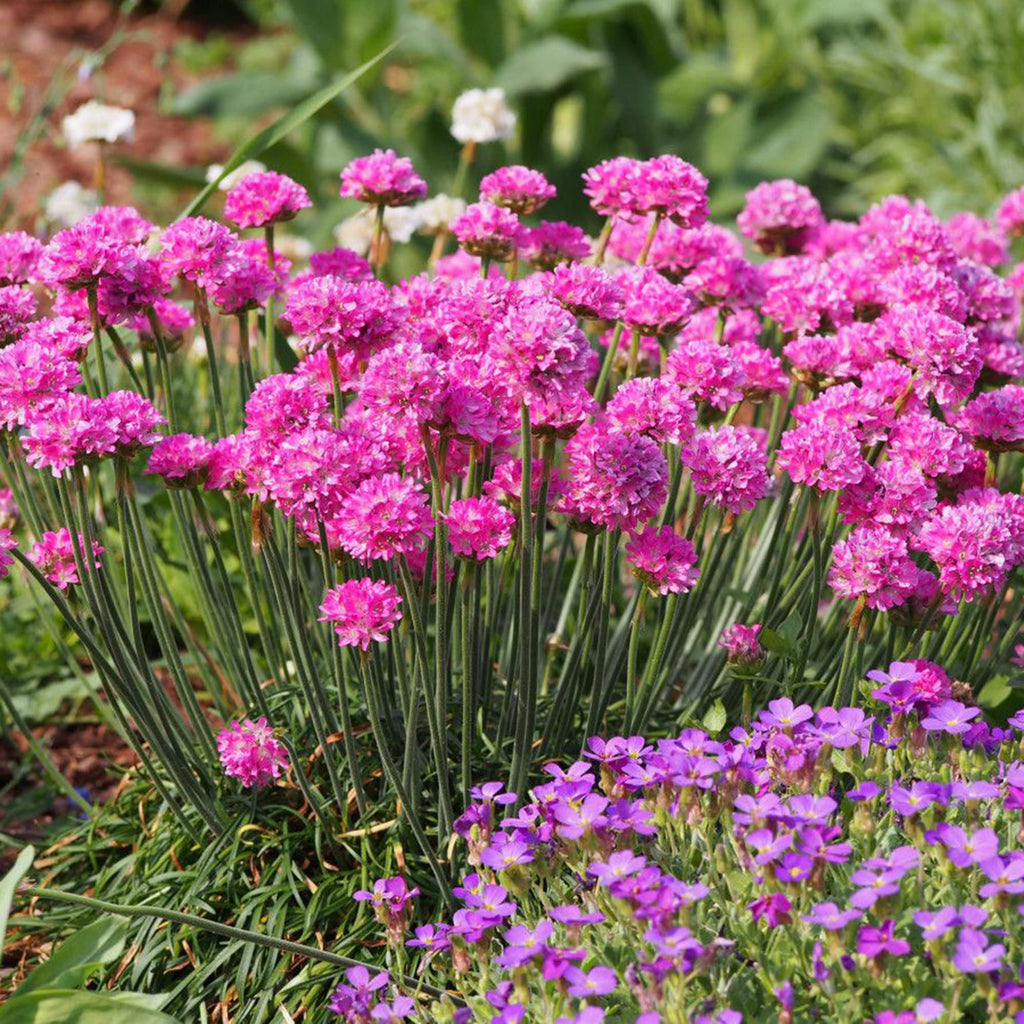 Pink Thrift Joystick Flower seeds for Planting Perfect for Borders, Heirloom & GMO Free Seeds for Home Garden vegetable and garden seeds