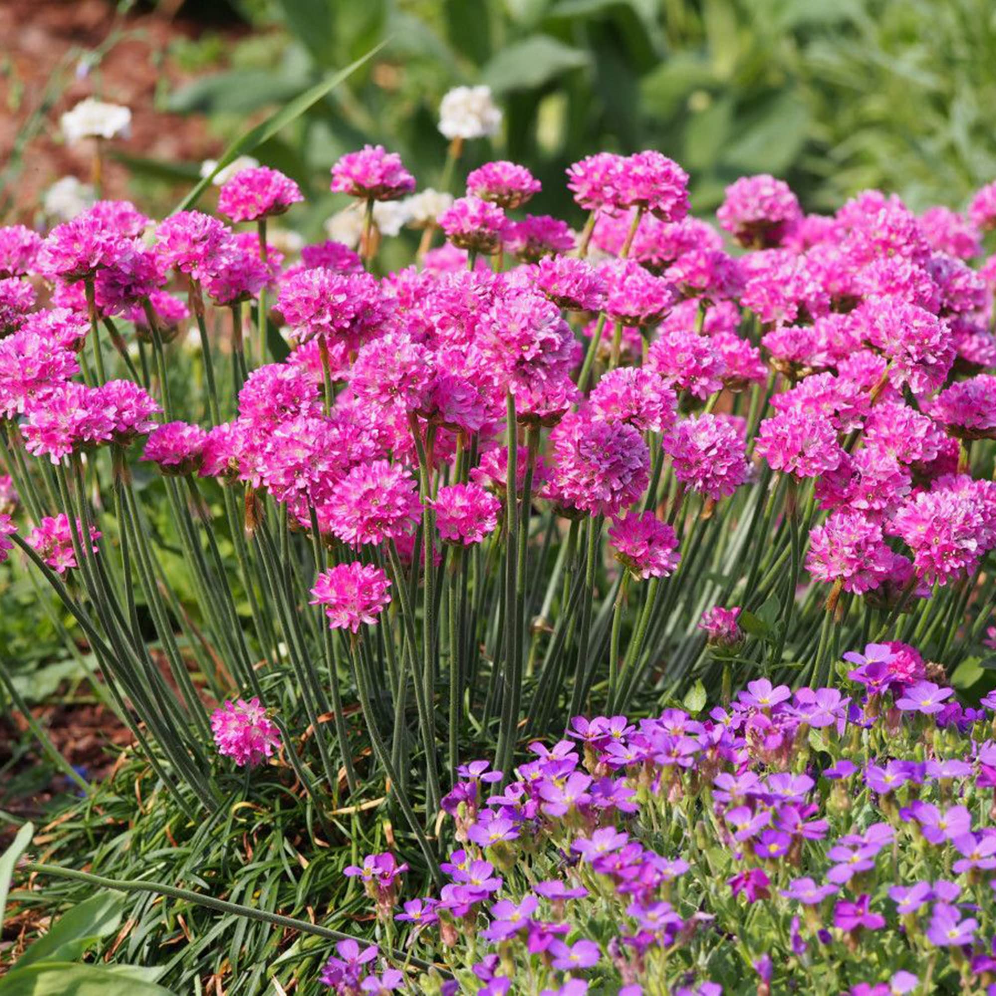 Pink Thrift Joystick Flower seeds for Planting Perfect for Borders, Heirloom & GMO Free Seeds for Home Garden vegetable and garden seeds