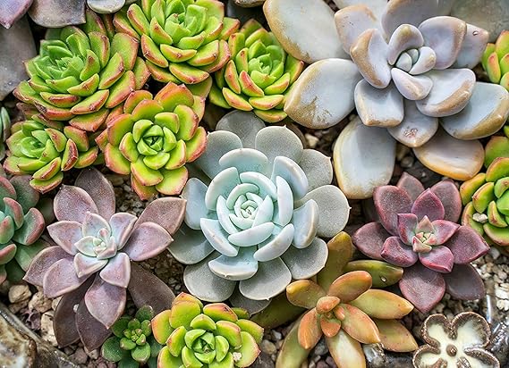 Succulents Planting Flower Bonsai Seeds