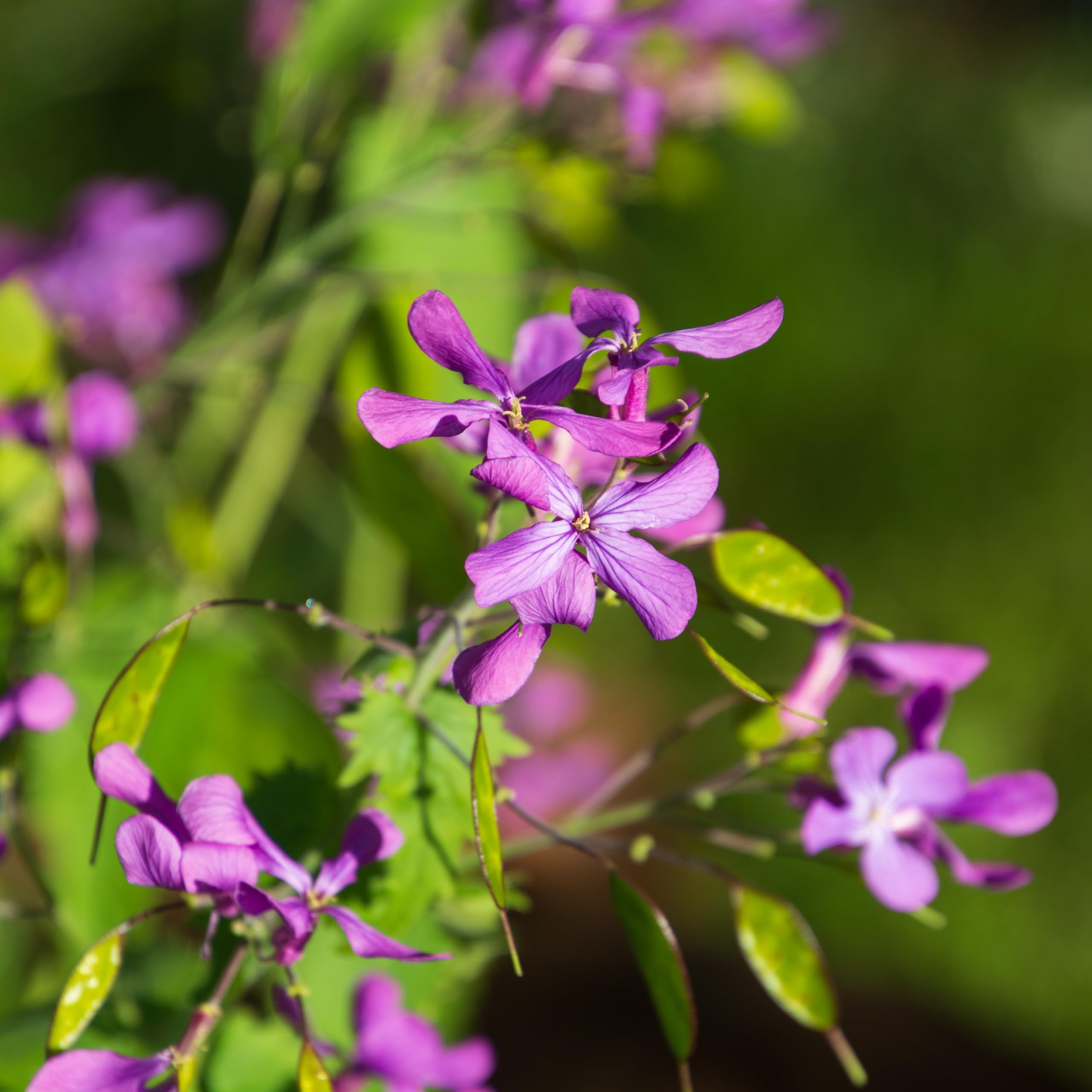 Lunaria Flower seeds for Planting Sun Loving, Heirloom & GMO Free Seeds for Home Garden vegetable and garden seeds