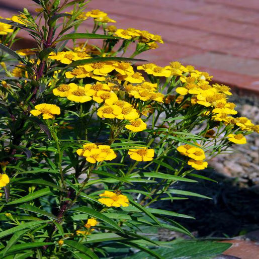 Premium Tagetes Lucida Flower seeds for Planting Cut Flower Favorite, Heirloom & GMO Free Seeds for Home Garden seeds