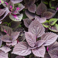 Deep Purple Coleus Flower seeds for Planting Bright Blooms, Heirloom & GMO Free Seeds for Home Garden seeds for planting