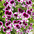Geranium Purple White Flower seeds for Planting Vibrant Colors, Heirloom & GMO Free Seeds for Home Garden seeds for planting