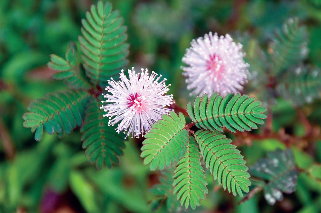 High quality Mixed Mimosa Pudica Flower seeds for Planting Vibrant Colors, Heirloom & GMO Free Seeds for Home Garden seeds pack