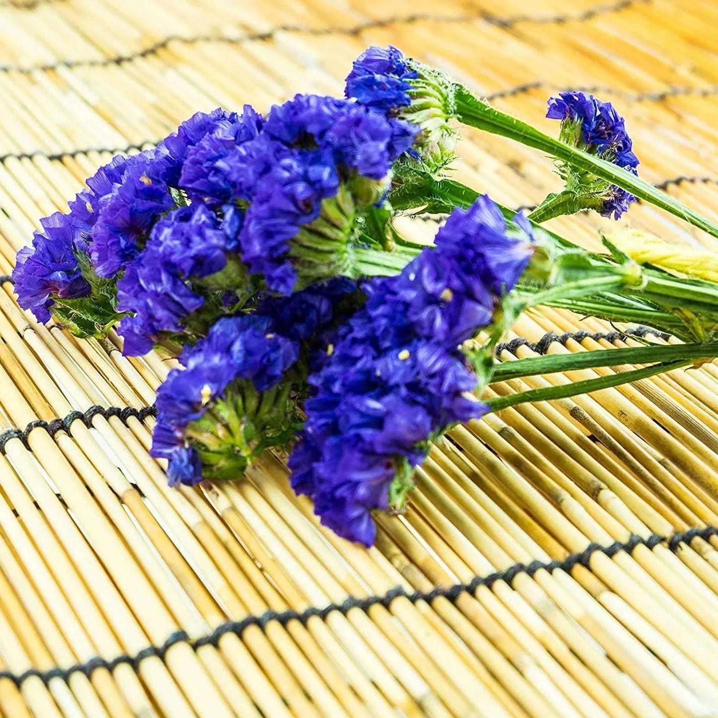Statice Pale Blue Flower seeds for Planting - Shade Tolerant, Heirloom & GMO Free Seeds for Home Garden