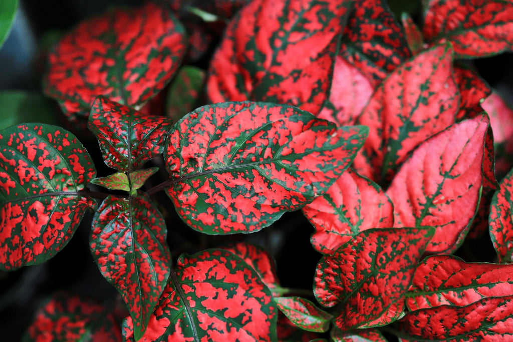 Pink Hypoestes Polka Flower seeds for Planting Pollinator Friendly, Heirloom & GMO Free Seeds for Home Garden vegetable and garden seeds