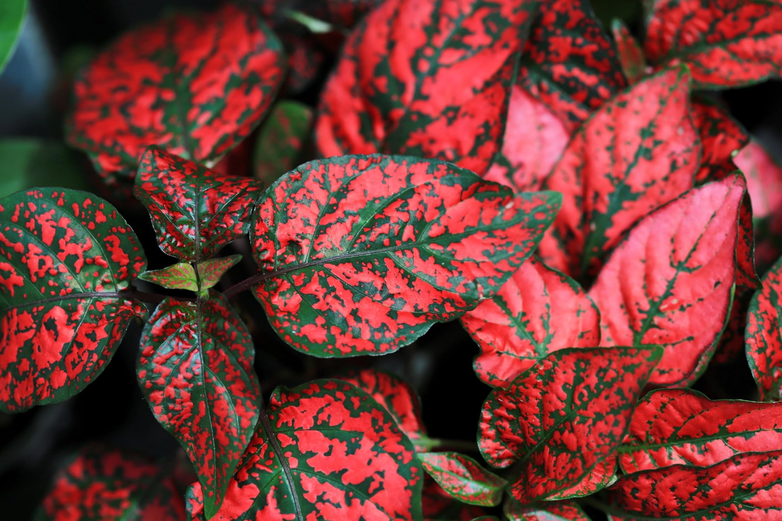 Pink Hypoestes Polka Flower seeds for Planting Pollinator Friendly, Heirloom & GMO Free Seeds for Home Garden vegetable and garden seeds