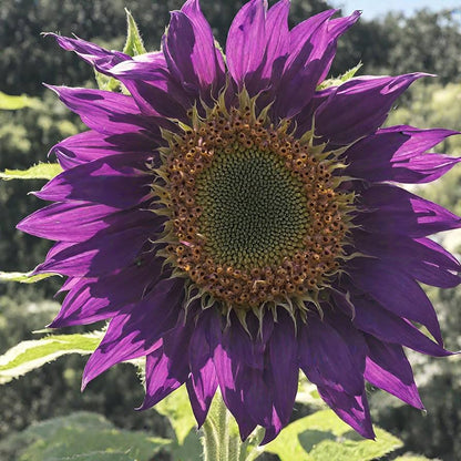 Violet Sunflower Perennial Flower Seeds for Planting, Heirloom Non-GMO Organic Garden Seeds