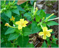 Yellow Marquezii Flower seeds for Planting Hardy Variety, Heirloom & GMO Free Seeds for Home Garden seeds for planting
